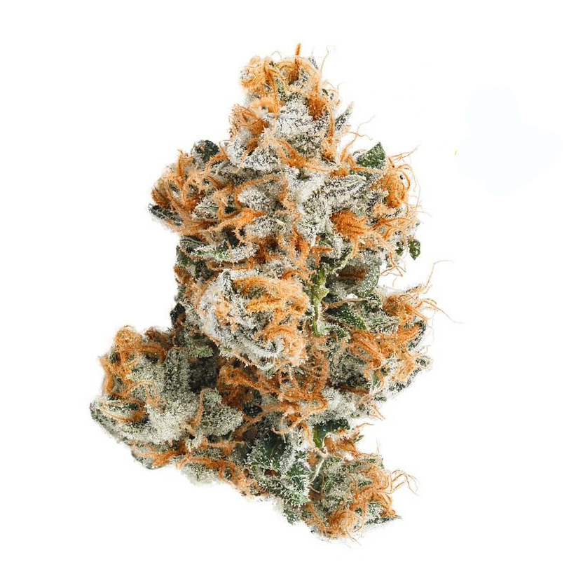 Germinate weed strain seeds feminized Godfather OG in paper towel